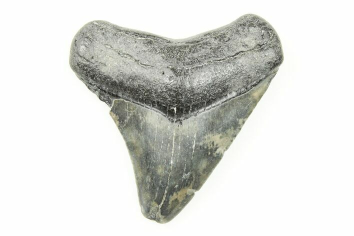 1.96" Juvenile Megalodon Tooth - South Carolina
